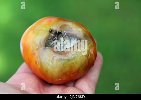 Ancora verdi, immature, giovani frutti di pomodoro colpiti da fine marciume fiorito. Questo disturbo fisiologico nel pomodoro, causato da carenza di calcio. Foto Stock