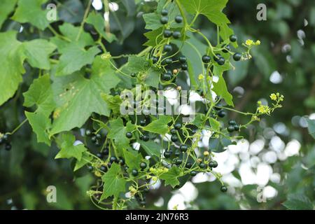 Pianta superriduttore Bryonia alba al momento della fruttificazione. Fiori di una bryonia bianca una pianta arrampicata, velenosa. Foto Stock