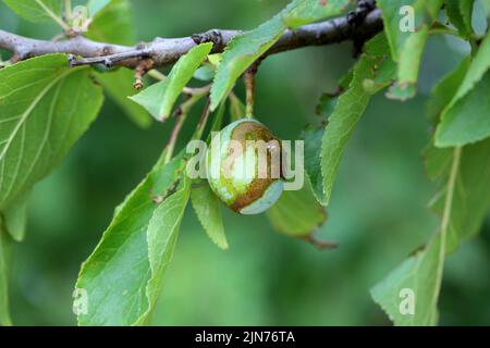 Frutti di prugna con sintomi di infezione, una malattia fungina. Foto Stock