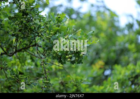 Ghiande su un ramo verde e frondoso di una quercia comune. Foto Stock