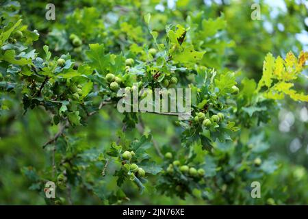 Ghiande su un ramo verde e frondoso di una quercia comune. Foto Stock