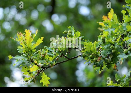 Ghiande su un ramo verde e frondoso di una quercia comune. Foto Stock