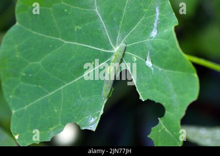 Bruco di Pieris rapae chiamato cavolo bianco, cavolo farfalla o bianco piccolo su una foglia di nasturzio. Foto Stock