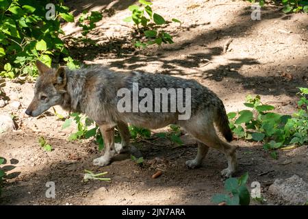 Europäischer Wolf auf Futtersuche im Wald unterwegs Foto Stock