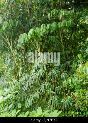 Tropical Looking Palmate fogliame sempreverde della forma Garden House dell'albero ombrello hardy, Schefflera taiwaniana Foto Stock