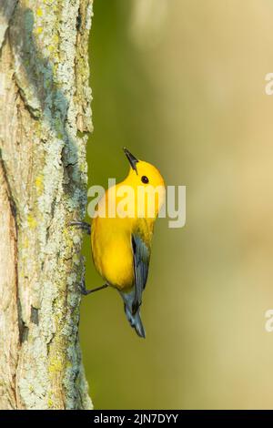 Prothonotary trillo (Protonotaria citrea), maschio, piumaggio di allevamento Foto Stock