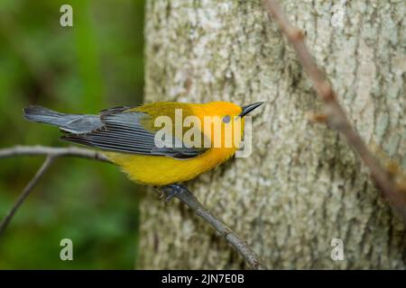 Prothonotary trillo (Protonotaria citrea), maschio, piumaggio di allevamento Foto Stock