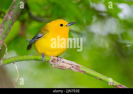 Prothonotary trillo (Protonotaria citrea), maschio, piumaggio di allevamento Foto Stock