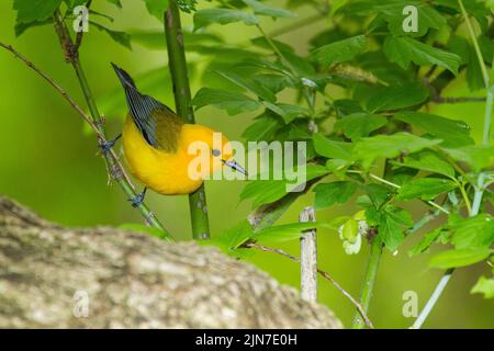 Prothonotary trillo (Protonotaria citrea), maschio, piumaggio di allevamento Foto Stock