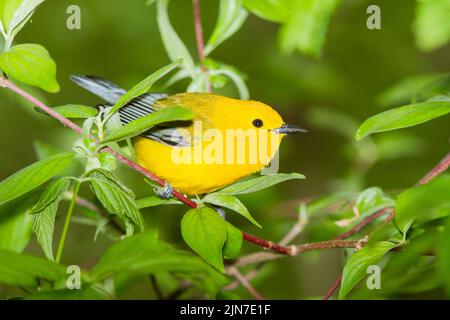 Prothonotary trillo (Protonotaria citrea), maschio, piumaggio di allevamento Foto Stock