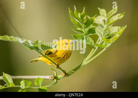 Giallo Warbler (Setophaga petechia), maschio, piumage di riproduzione Foto Stock