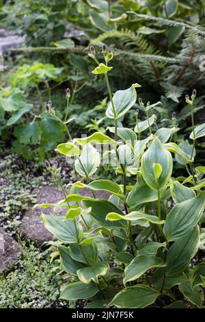 Tricyrtis formosana 'Samurai'. Foto Stock