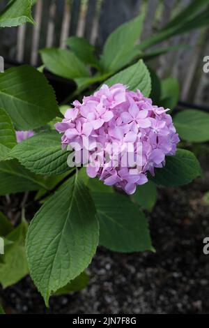 Hydrangea macrophylla. Foto Stock