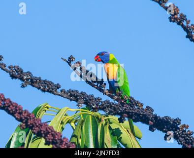 Un arcobaleno Lorikeet (Trichoglosso ematodus) che si nutre su un albero fruttato, Mungulla Station, Queensland, QLD, Australia Foto Stock