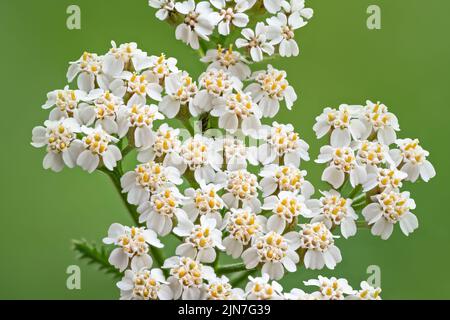Yarrow comune piccoli fiori bianchi e gialli, primo piano macro dettaglio Foto Stock