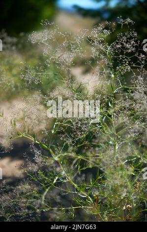 Un colpo verticale di comune bambino respiro (Gypsophila paniculata) fiori che crescono nel campo Foto Stock