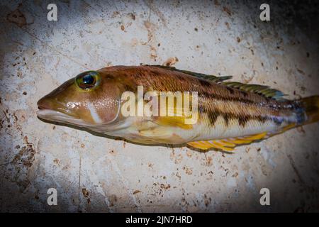 Pesci piccoli con una coda gialla in acquario Foto stock - Alamy