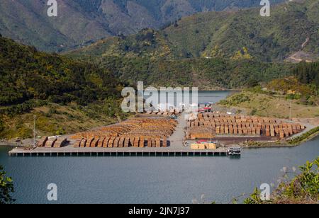 Uno sguardo alla vita in Nuova Zelanda. Radiata Pine appena registrato impilato al porto di Picton, per l'esportazione. Esportazioni di legname. Foto Stock