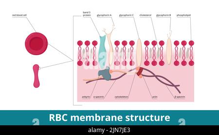 Membrana eritrocitaria. Scheletro di membrana: Ankirina e spettrina come due proteine principali, citoscheletro, proteina della banda 3 e glicoforine (A, B, E C). Illustrazione Vettoriale
