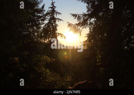 Vista sull'albero del tramonto a Washington Foto Stock