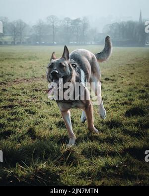 Uno scatto verticale di un divertente Shepard tedesco che corre in un parco Foto Stock