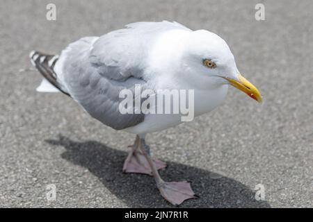 Un gabbiano aringa, Larus argentatus primo piano a Newquay, Cornovaglia, Inghilterra Foto Stock