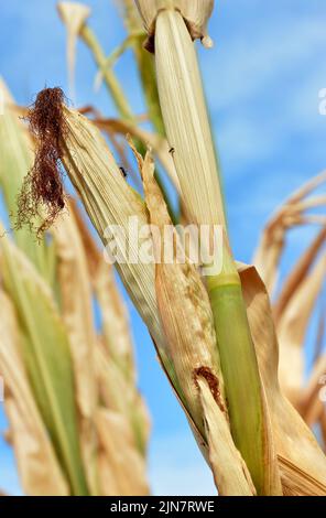 Campi di mais secchi a causa della siccità Foto Stock