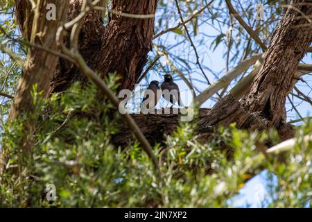Una coppia di mynas comuni australiane (Acridotheres tristis) arroccato su un albero a Sydney, NSW, Australia (Foto di Tara Chand Malhotra) Foto Stock