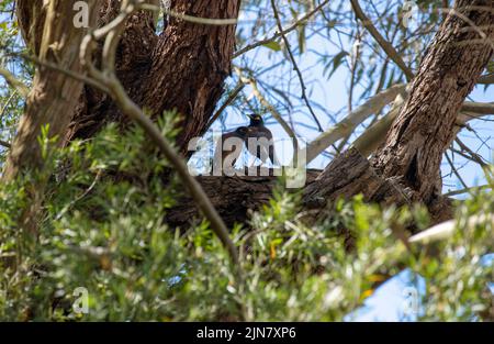 Una coppia di mynas comuni australiane (Acridotheres tristis) arroccato su un albero a Sydney, NSW, Australia (Foto di Tara Chand Malhotra) Foto Stock