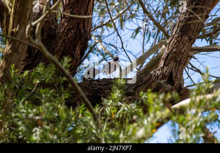 Una coppia di mynas comuni australiane (Acridotheres tristis) arroccato su un albero a Sydney, NSW, Australia (Foto di Tara Chand Malhotra) Foto Stock