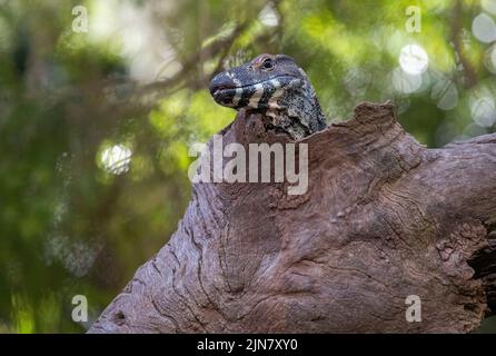 Una Goanna comune (Varanus varius) su un albero morto a Sydney, NSW, Australia (Foto di Tara Chand Malhotra) Foto Stock