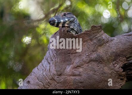 Una Goanna comune (Varanus varius) su un albero morto a Sydney, NSW, Australia (Foto di Tara Chand Malhotra) Foto Stock