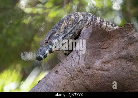 Una Goanna comune (Varanus varius) su un albero morto a Sydney, NSW, Australia (Foto di Tara Chand Malhotra) Foto Stock