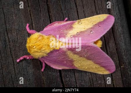 Vista dall'alto di un Moso Rosy Maple (Dryocampa rubicunda), che assomiglia a un giocattolo stuffy carino. Raleigh, Carolina del Nord. Foto Stock