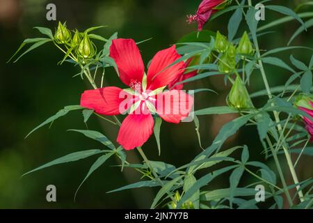 Una brillante fioritura rossa di Scarlet Rosemallow (Hibiscus coccineus), originaria del sud-est degli Stati Uniti. Raleigh, North Carolina. Foto Stock