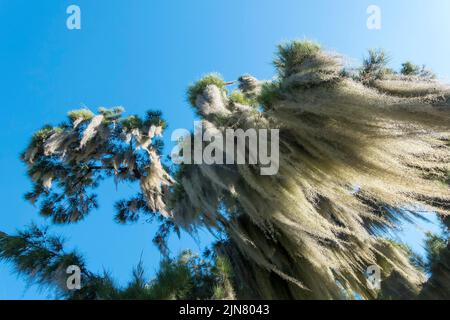 Barba di vecchio o muschio spagnolo (Tillandsia usneides) un bromeliad Foto Stock