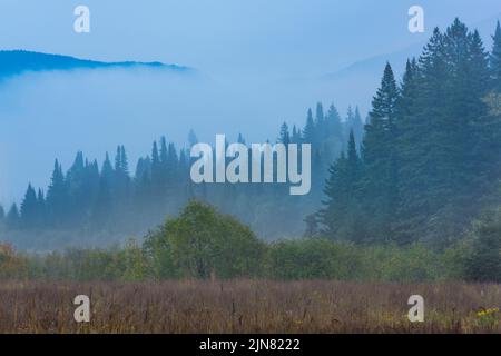 Mattinata di nebbia nella natura selvaggia, Adirondack Mountains, High Peaks Region, New York Foto Stock