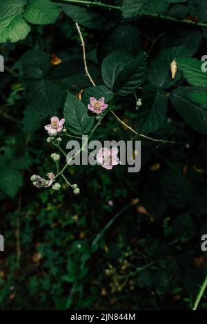 fiori di mora su bush bramble Foto Stock