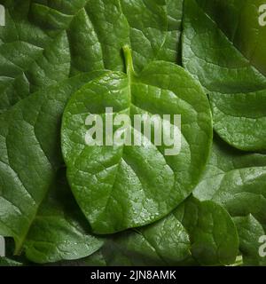 foglie di spinaci di malabar, piante di spinaci di ceylon, basella alba o basella rubra conosciuto come spinaci di vite, erbe medicinali, telaio pieno Foto Stock