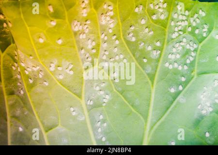 Un sacco di mosche bianche copriva una foglia di un crescente cavolo bianco primo piano. Imbiancamento sul lato inferiore del cavolo verde Foto Stock