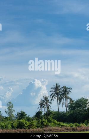 Alberi di palma tropicali foresta verde con sfondo cielo blu Foto Stock