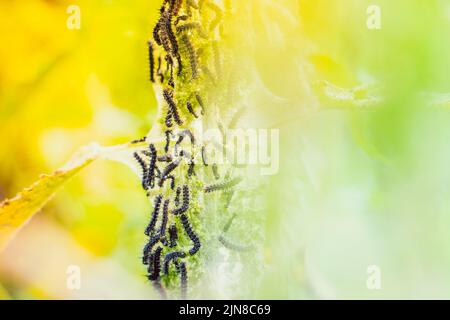 Molti cerchietti neri della farfalla di pavone sulle ortiche da vicino, sfondo sfocato. caterpillar nero con punte e punti bianchi in un comune Foto Stock