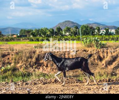 Bellissimo paesaggio estivo. Grazioso bianco nero capre cappotti lucidi corsa argilla percorso, verde erboso campo prato montagne blu cielo nuvole. Fattoria carina Foto Stock