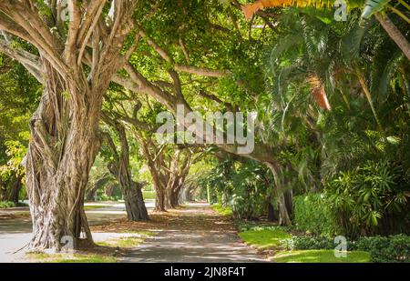 Panoramica baldacchino banyan Tree su North County Road a Palm Beach, Florida. (USA) Foto Stock