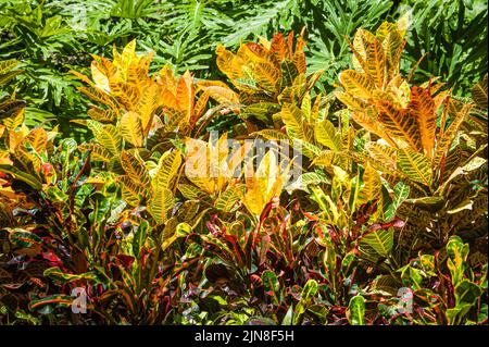 Crostoni variegati colorati (Codiaeum variegatum) a Palm Beach, Florida. (USA) Foto Stock