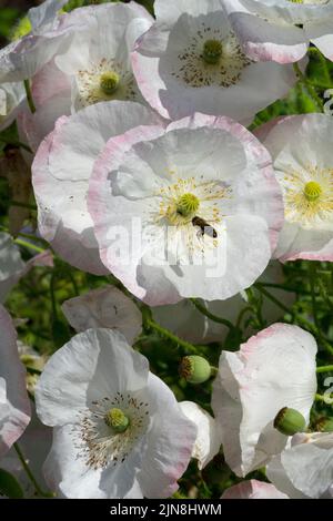 Fiori bianchi delicati orlati con una tinge rosa Papaver rhoeas 'Seta nuziale' aka 'Bianco nuziale' Poppies Annuali bella pianta Foto Stock