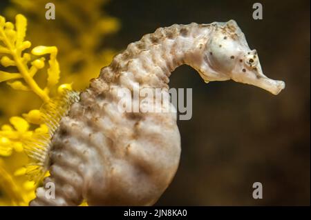 Cavalluccio marino (Hippocampus abdominalis) presso il Georgia Aquarium nel centro di Atlanta, Georgia. (USA) Foto Stock