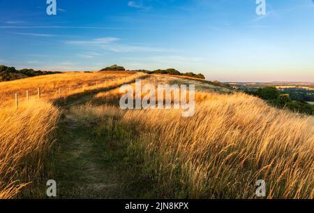 Luce serale dorata sulla tomba dei Giganti sul Wessex Downs Wiltshire sud-ovest Inghilterra UK Foto Stock