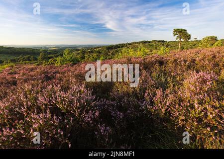 August Heather e Heath sulla Ashdown Forest sulla High Weald nel Sussex orientale sud-est Inghilterra Regno Unito Foto Stock