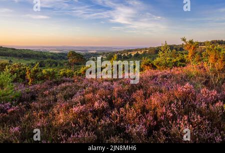 August Heather e Heath sulla Ashdown Forest sulla High Weald nel Sussex orientale sud-est Inghilterra Regno Unito Foto Stock